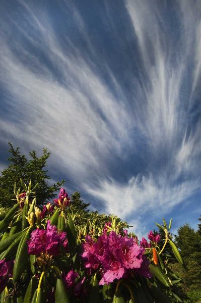 North Carolina Catawba rhododendrons and sky